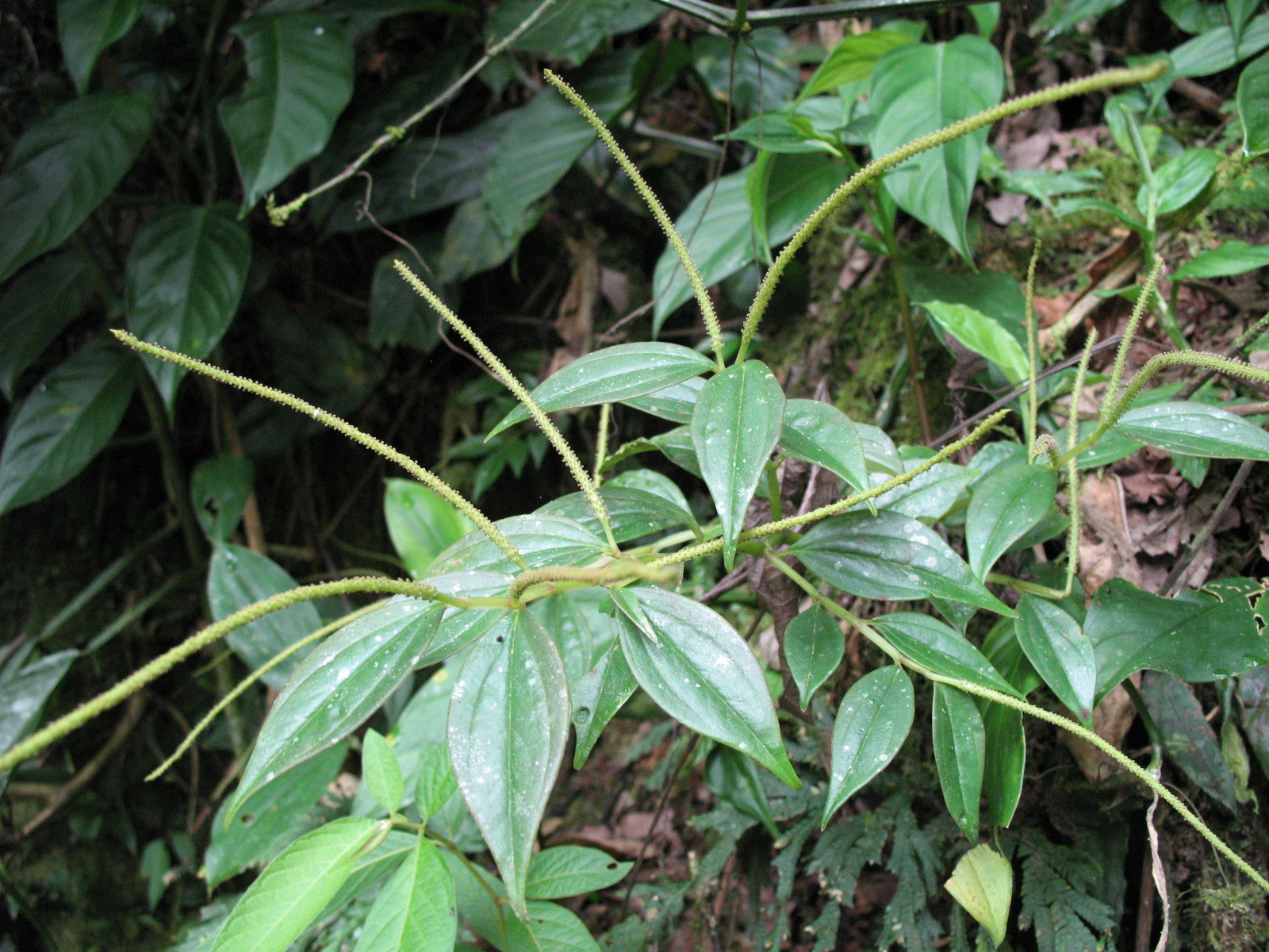 Peperomia alata