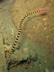 Dunckerocampus dactyliophorus