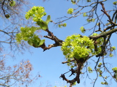 Acer platanoides