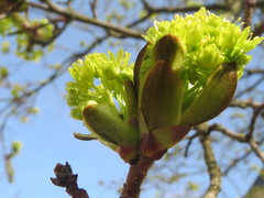 Acer platanoides