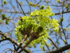 Acer platanoides