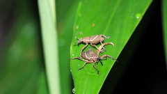 Cryptoderma formosense