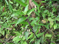 Tripogandra serrulata