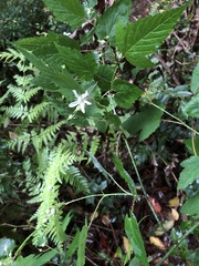 Rubus trianthus