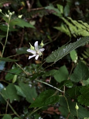 Rubus trianthus