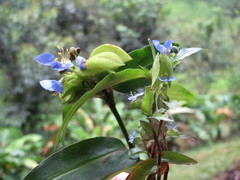 Commelina obliqua