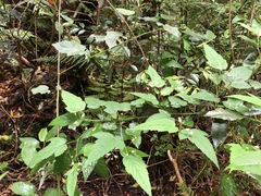 Rubus trianthus