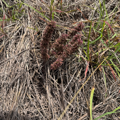 Hedeoma acinoides, photograph 1