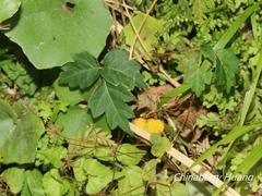 Toxicodendron orientale