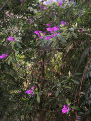 Palicourea angustifolia