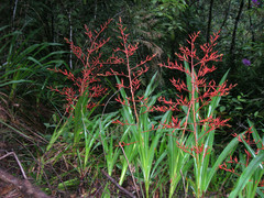 Pitcairnia