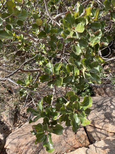 Ficus abutilifolia, photograph 3
