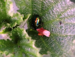 Chrysolina fastuosa