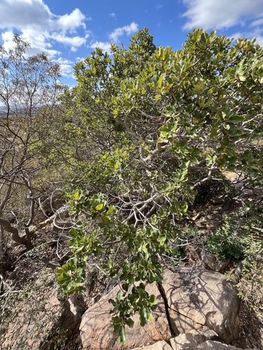 Ficus abutilifolia, photograph 4