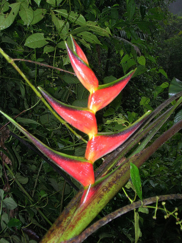 Heliconia orthotricha (Heliconia orthotricha)