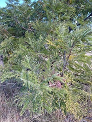 Peltophorum africanum, photograph author not stated, no rights reserved