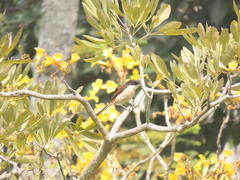 Lanius collurioides