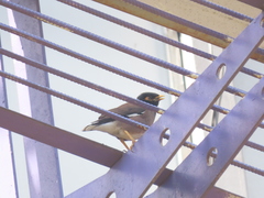 Acridotheres tristis