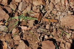 Sicarius thomisoides