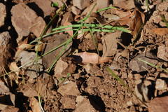 Sicarius thomisoides