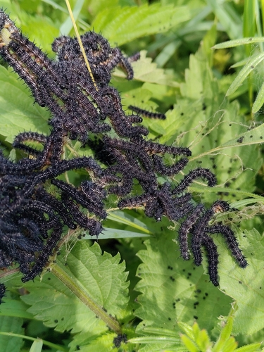 European Peacock Butterfly
