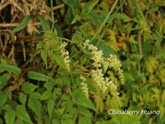 Astilbe longicarpa