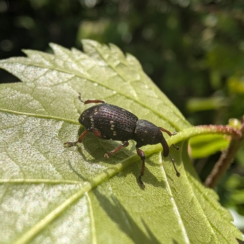 Hylobius pinastri