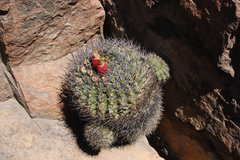 Eriosyce curvispina