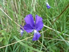 Viola etrusca