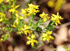 Genista germanica