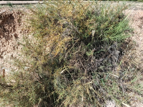 Scorpion Broom