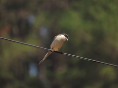 Lanius collurioides