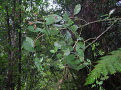 Macrocarpaea lenae