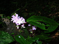 Monolena primuliflora