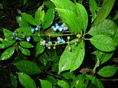 Palicourea caerulea