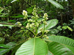 Saurauia