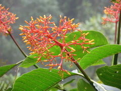 Palicourea guianensis