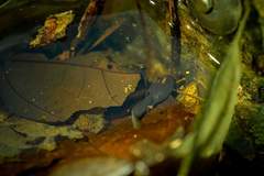 Ranitomeya fantastica