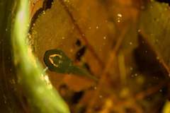 Ranitomeya fantastica