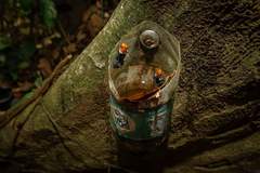 Ranitomeya fantastica