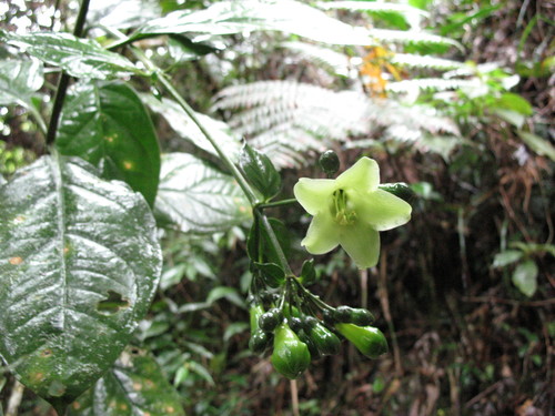 Lena's moon-gentian (Macrocarpaea lenae)