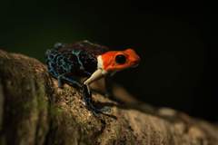 Ranitomeya fantastica