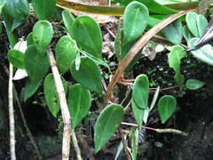 Peperomia eburnea