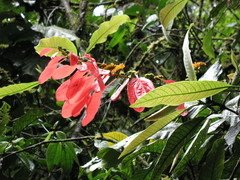 Warszewiczia coccinea