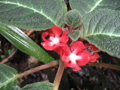 Corytoplectus cutucuensis