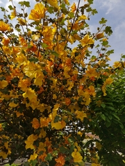 Fremontodendron