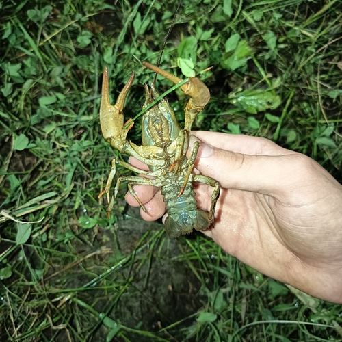 Turkish Crayfish
