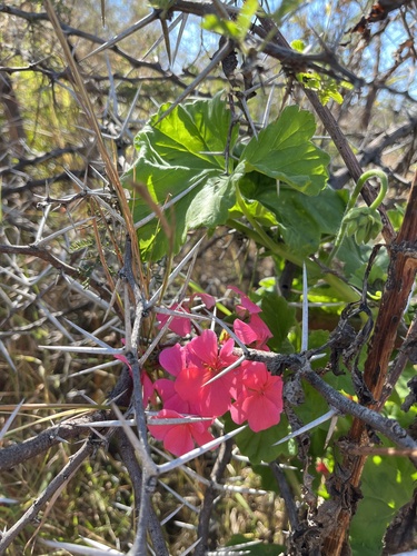 Pelargonium acraeum