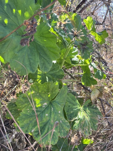 Pelargonium acraeum, photograph 2