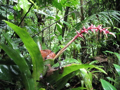 Aechmea drakeana